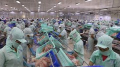 Six more pangasius processing factories eligible to export to US