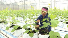 Quang Ninh farms turn to tech to grow agriculture sector