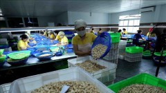 Last cashew nut containers in Italy scam freed