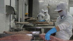 Tuna exports to many markets increase dramatically
