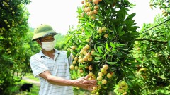 Ready to ship lychees abroad