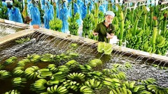 Fruit and vegetable exports to China continue to face difficulties