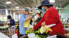 Agricultural products from Vietnam’s Central Highlands to export
