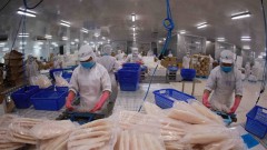 Seafood enterprises await growth opportunities