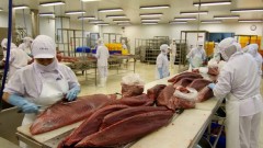 Tuna exports enjoy strong increase