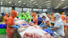 Vietnamese tra fish sector enters new development cycle