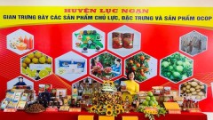 Bac Giang works hard to bring “thieu” litchi to more markets