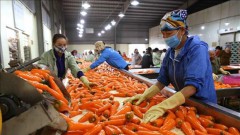 Vietnam aims to be one of top ten global farm produce processors
