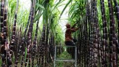 Domestic sugar on the line