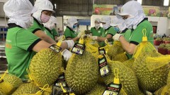 Long way to go for Vietnamese durians