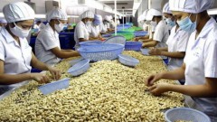 Cashew industry urged to focus on markets with FTAs