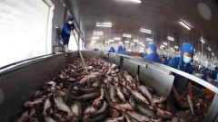 Seafood companies face a difficult third quarter