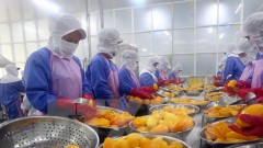 Vietnam’s quest to turn fruit export potential into power