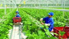 Vietnamese exporters urged to go green to optimise UKVFTA
