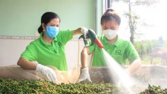 Untapped opportunities for Vietnamese pepper exports to UK