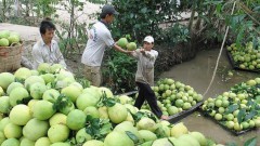 Vietnamese pomelo has large potential for export