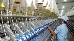 Sustainability key to cotton production growth: Experts