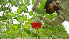 Vietnam moves to boost green agriculture