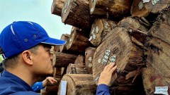 Huge potential for Vietnam's timber exports, but certification a must
