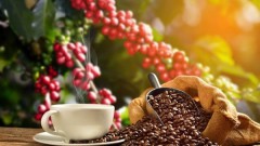Coffee exports this year may hit 4 billion USD
