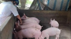 Việt Nam needs to promote livestock value chain development