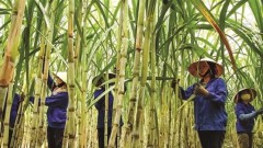 Sugar industry targets to restore cane output