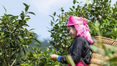 Efforts to promote value of Bac Ha Shan Tuyet tea