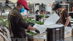 New opportunities for banana exports to China: Minister