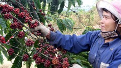 Vietnamese coffee exports set a new record