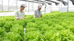 Hanoi lures investment in organic agriculture