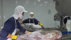 Seafood exports close to US $10 billion