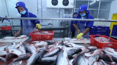 China expected to remain largest export market for Vietnamese pangasius in 2022