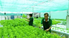 Vietnam must specify target markets for organic farm produce