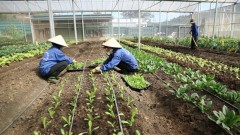 Organic farming key to healthy value chains