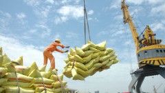 Rice export prices might rise in 2023