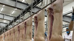 Remove the "valve" of small-scale pork export to save pig prices
