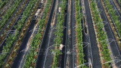 Hanoi promotes hi-tech agricultural production
