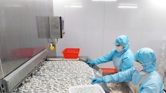 Grim outlook for Vietnamese shrimp industry