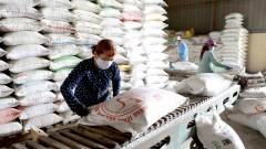 VCCI disagrees with the ministry's proposal to limit the import of low-quality grain