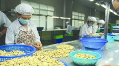 Cambodian agricultural products "land" in Vietnam market