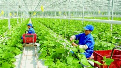 MARD promotes measures to attract investment in agriculture