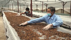 Việt Nam's coffee exports exceed the plan