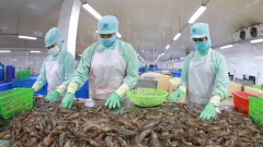 Seafood exports' profit expected to fall in 2023