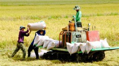 Vietnam’s rice export forecast to enjoy another successful year