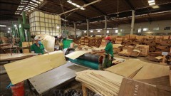 Wood sector urged to step up trade promotion