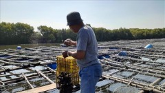 Vietnam, Japan boost cooperation in oyster production chains
