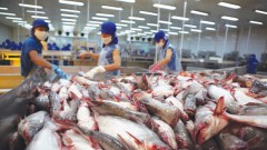 Bright prospect for tra fish exports in 2023