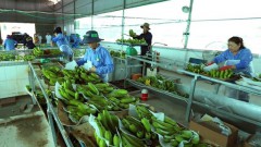Vietnamese agricultural products enjoy bustling export to China