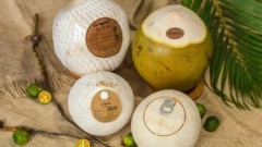 Positive outlook for Vietnam's coconut exports: experts