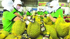 Clearing the way for&nbsp;enterprises to export agricultural products to China